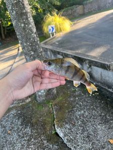 European Perch