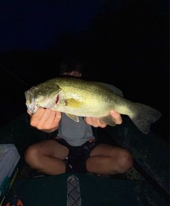 Largemouth Bass
