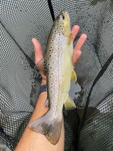 Brown Trout