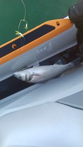 European Bass (Seabass)