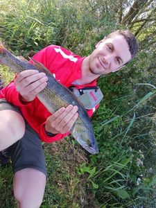 Zander