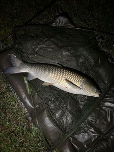 Silver Carp