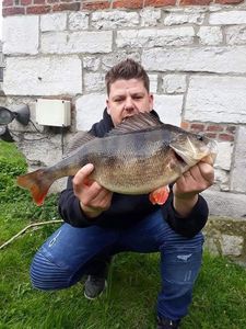 Golden Perch