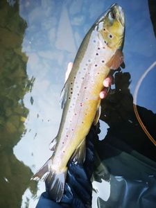 Brown Trout