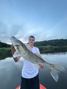 Zander