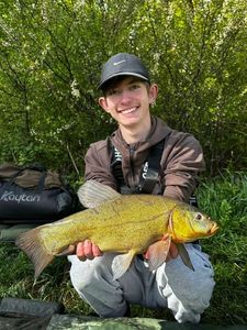Tench