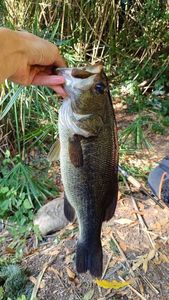 Largemouth Bass