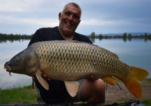 Common Carp