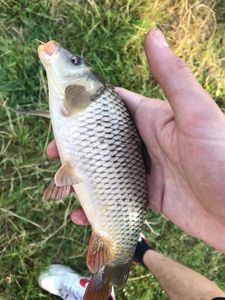Common Carp