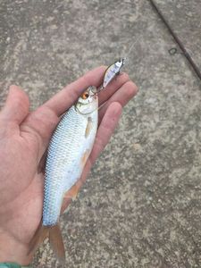 Roach