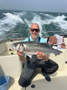 European Bass (Seabass)