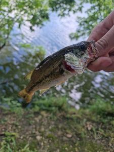 Smallmouth Bass