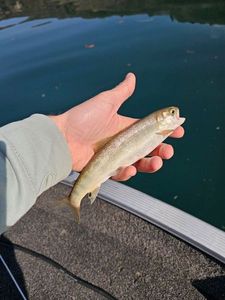 Arctic Char