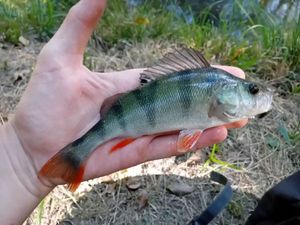 European Perch
