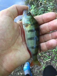 European Perch