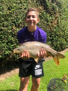 Common Carp