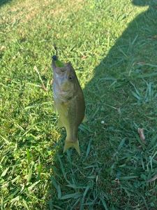Largemouth Bass