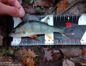 European Perch