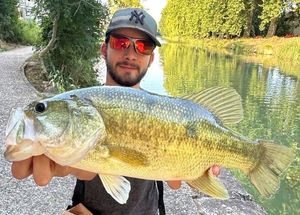 Largemouth Bass