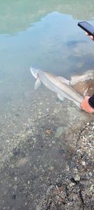 Lake Trout