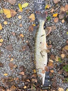 Northern Pike