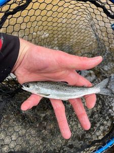 Atlantic Salmon (Juvenile)