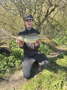 Northern Pike
