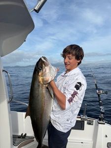 Greater Amberjack