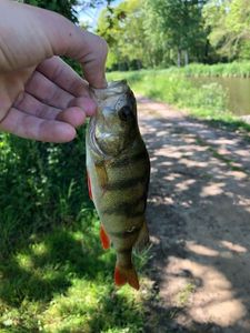 European Perch