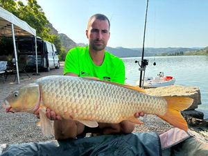 Common Carp