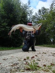 Northern Pike