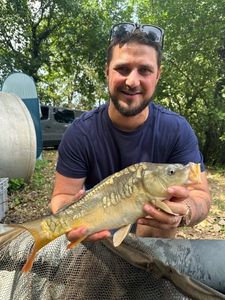 Mirror Carp