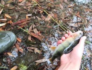 European Perch
