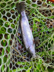 Rainbow Trout
