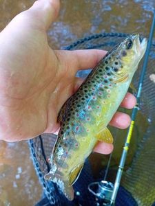 Brown Trout