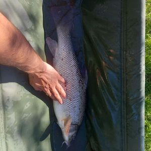 Barbel