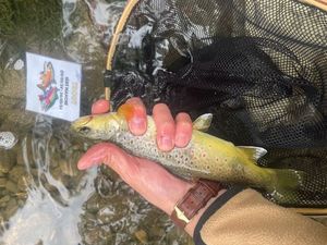 Brown Trout