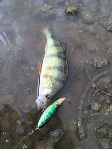 European Perch