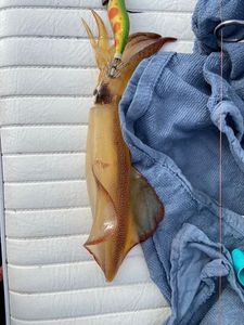 European Squid