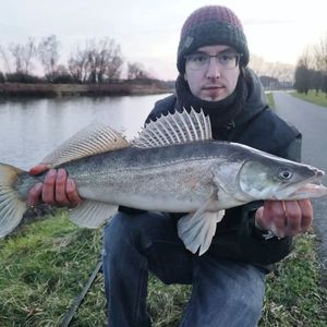 Zander