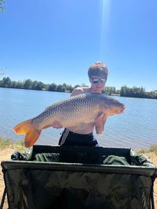 Common Carp