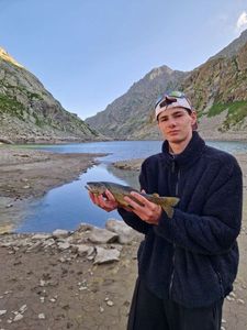 Brown Trout