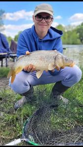 Common Carp
