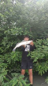 Zander