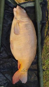 Mirror Carp
