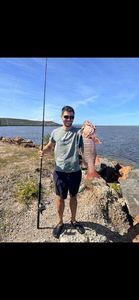 African Red Snapper