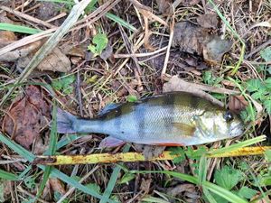 European Perch
