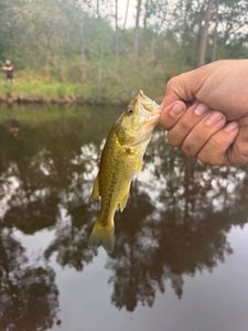 Largemouth Bass