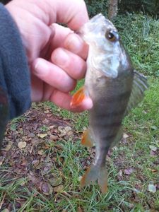 European Perch