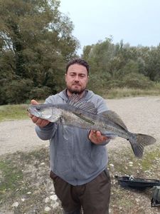 Zander